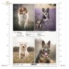 Papier decoupage, papier, Schronisko w Korabiewicach, fotografie zwierząt, psy, Dorota Majcher, Shelter in Korabiewice, animal photography, dogs, Tierheim in Korabiewice, Tierfotografie, Hunde, Refugio en Korabiewice, fotografía